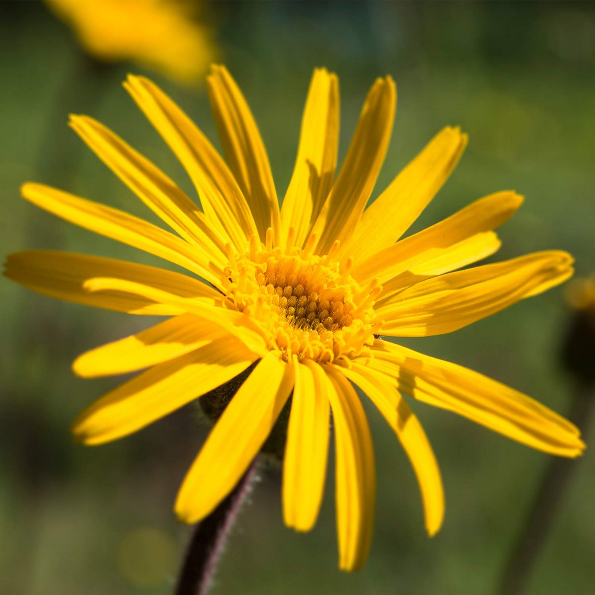 Massage-Öl Weleda Arnica (100 ml)